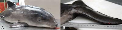 Pathological findings in stranded harbor porpoises (Phocoena phocoena) with special focus on anthropogenic causes